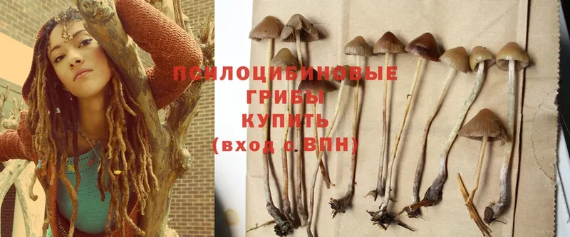 Галлюциногенные грибы Psilocybe  гидра   darknet формула  где продают   Заринск 